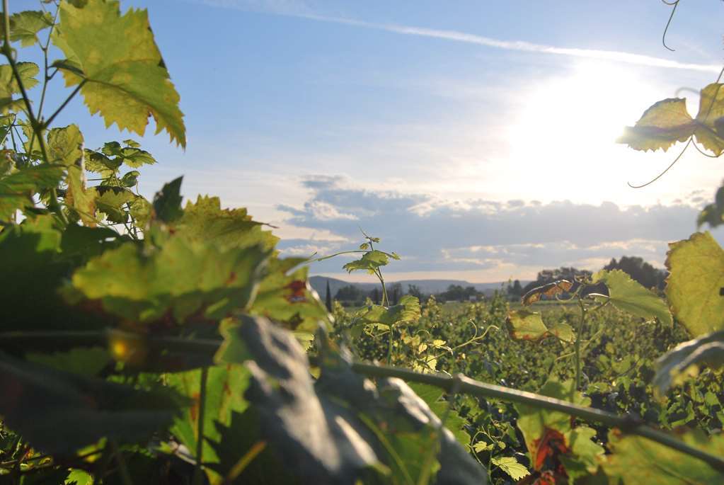 Logis Hotel Restaurant La Vieille Ferme Sancé Εξωτερικό φωτογραφία